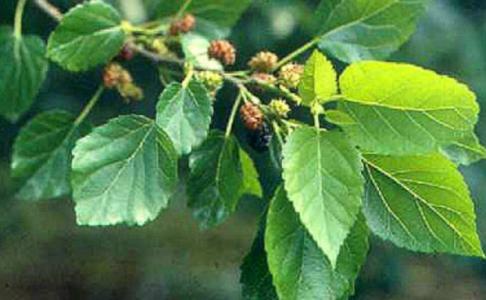 邵陽(yáng)3D藝術(shù)豐胸術(shù)醫(yī)生