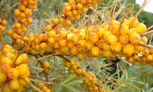 南京法令紋線雕醫(yī)生