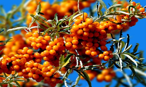 襄陽酷塑身冷凍溶脂醫(yī)生